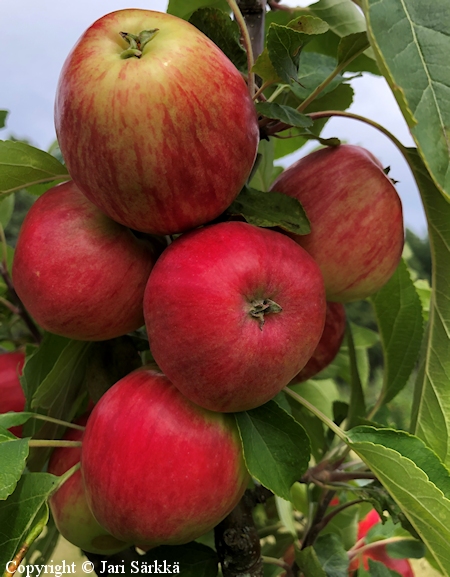 Malus domestica 'Norland' tarhaomenapuu